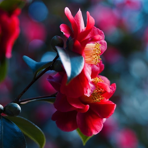 Hd-176547-ascw176547