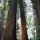 coast redwood