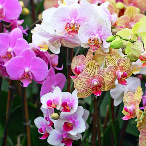 Hd-146113-ascw146113