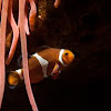 Clownfish