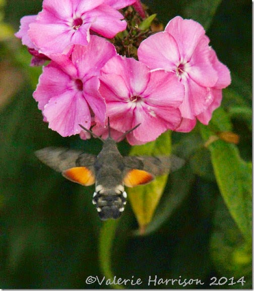 Hummingbird-hawk-moth