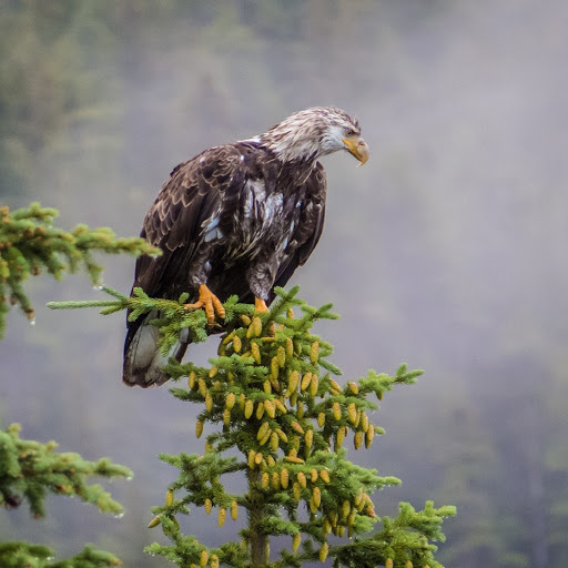 Hd-180098-ascw180098