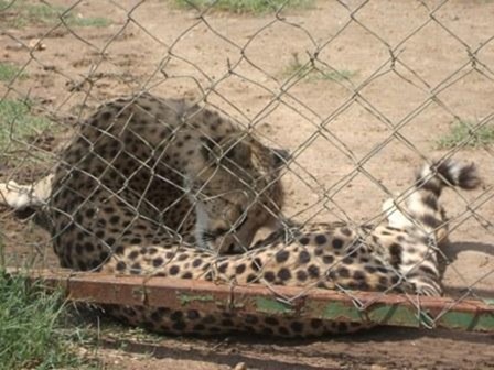 Gorgeous Cheetah