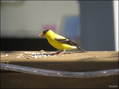 gold finch