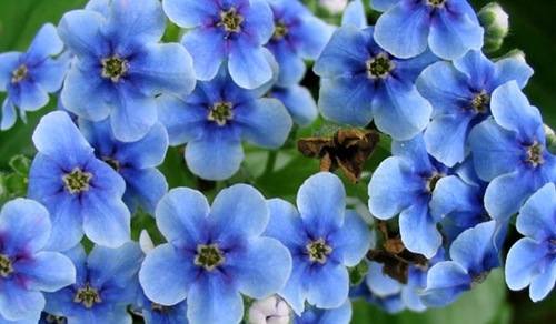 blue-chatham-island-flower
