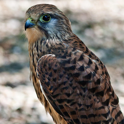 Hd-181308-ascw181308