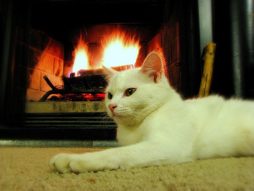 [cat-at-the-fireplace%255B4%255D.jpg]