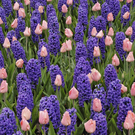 Hd-171501-ascw171501