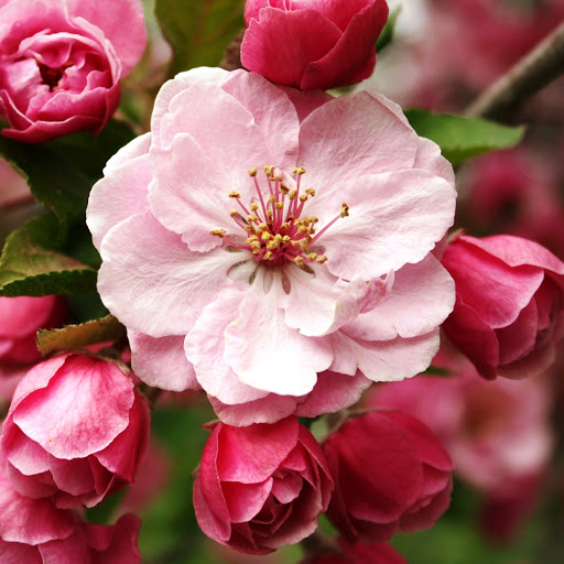 Hd-146275-ascw146275