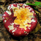 Unknown Mushrom