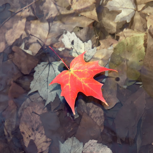 Hd-136309-ascw136309