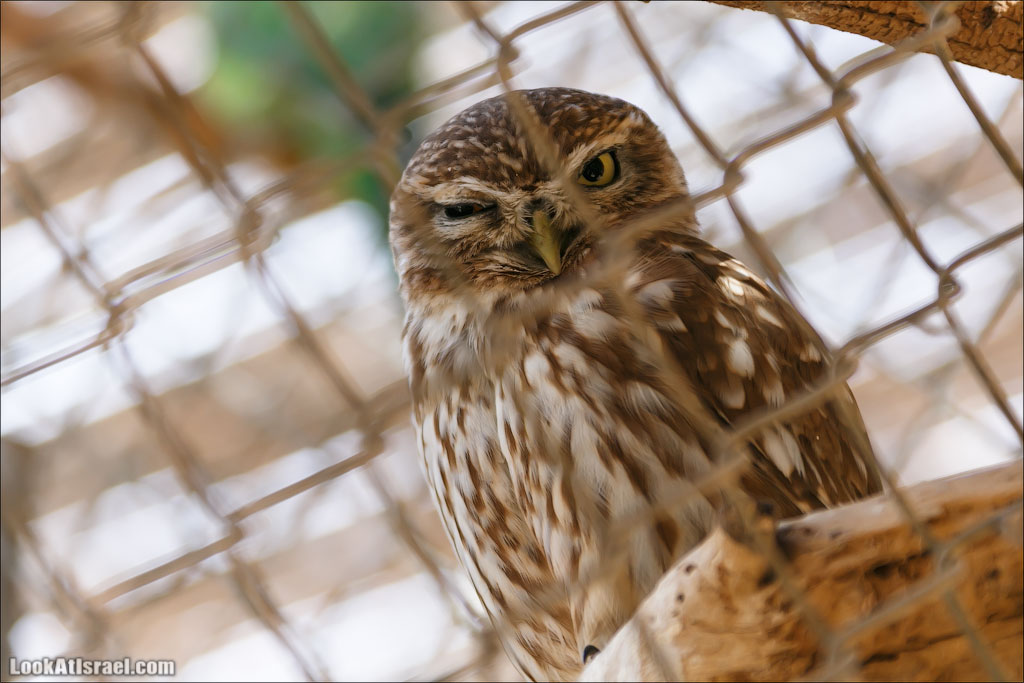 LookAtIsrael.com - Заповедник библейских животных Хай Бар | Hai Bar reserve | חי בר