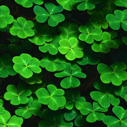 Hd-171202-ascw171202