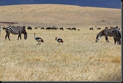 October 21, 2012 Secretary brids, Zebra and Wildebeests