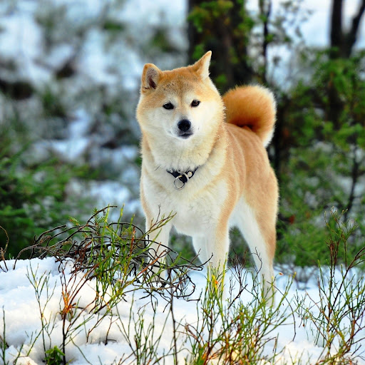 Hd-142158-ascw142158