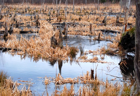 19. Feb 2012 Gray bog-kab