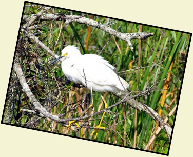 09 - Snowy Egret