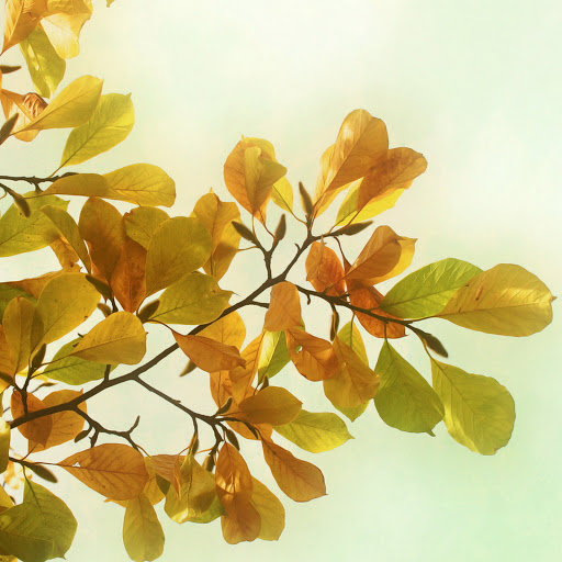 Hd-133252-ascw133252