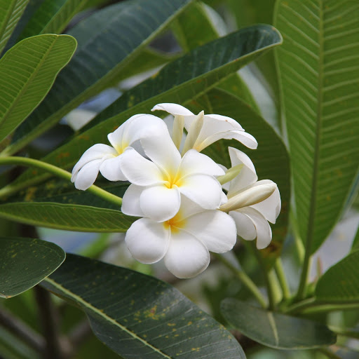 Hd-168826-ascw168826