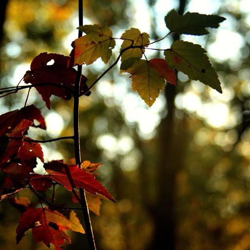 Hd-143335-ascw143335