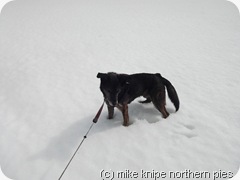 bruno considers snow