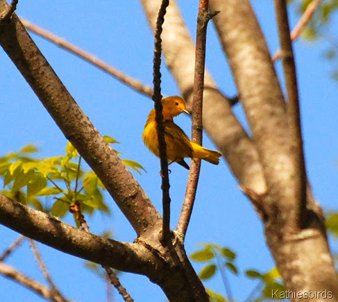 1. yellow warbler-kab