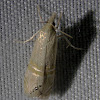 Euchromius Moth