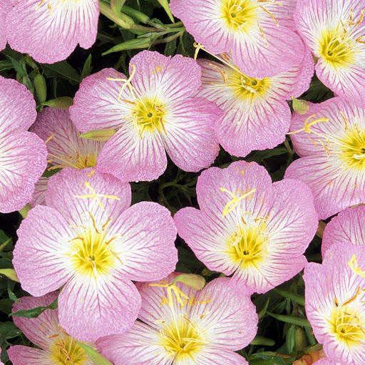 Hd-148283-ascw148283