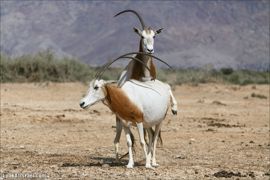 LookAtIsrael.com - Заповедник библейских животных Хай Бар | Hai Bar reserve | חי בר
