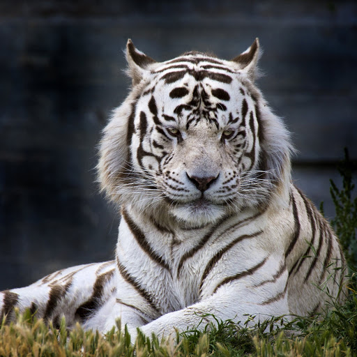 Hd-186140-ascw186140