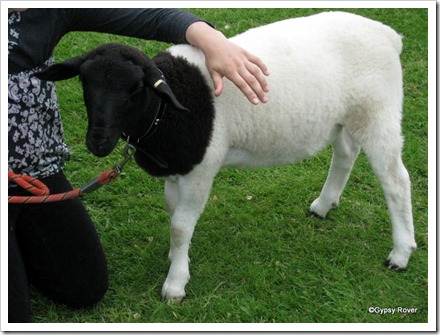 The most unusual lamb in the Lamb judging at Koputaroa School Agricultural day.