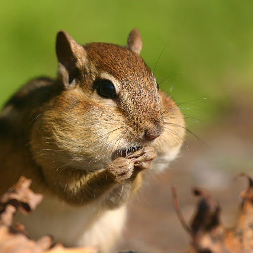 Hd-170594-ascw170594