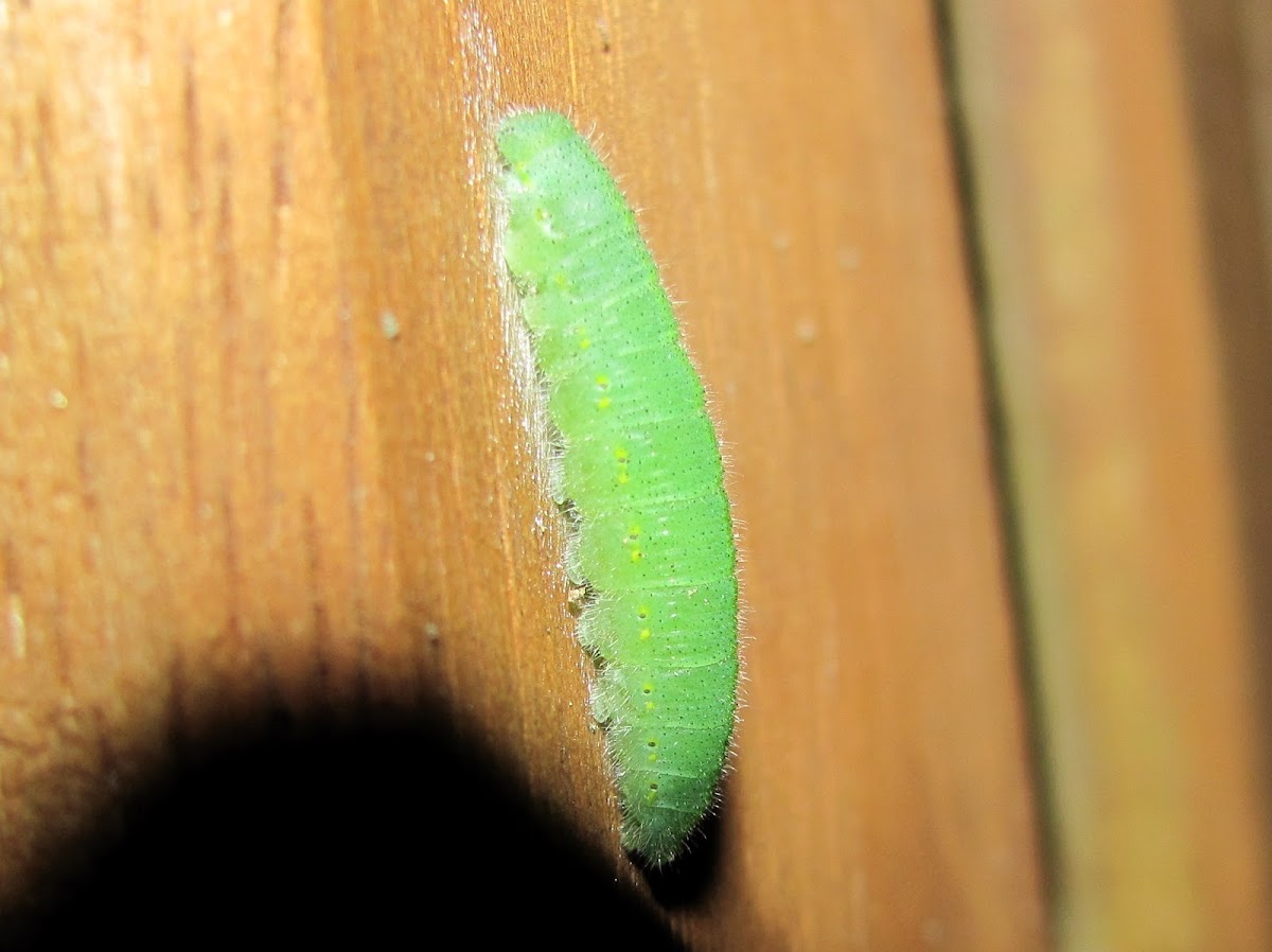 Cabbage Butterfly