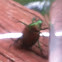 Green June Beetle Japanese beetle