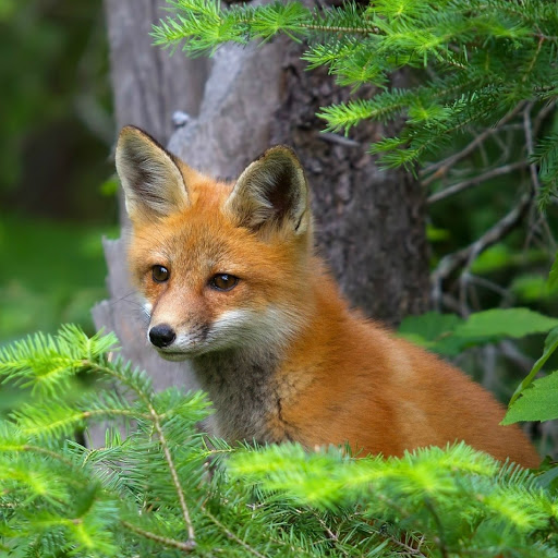 Hd-180091-ascw180091