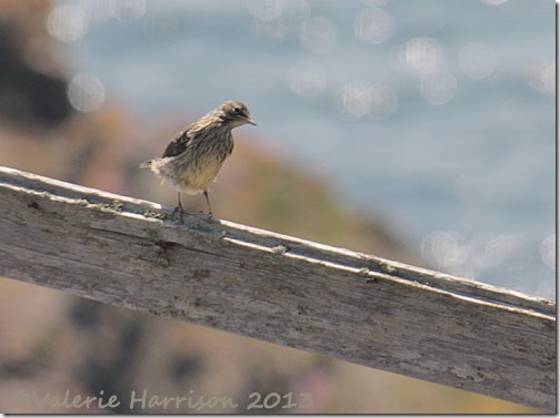 36-meadow-pipit