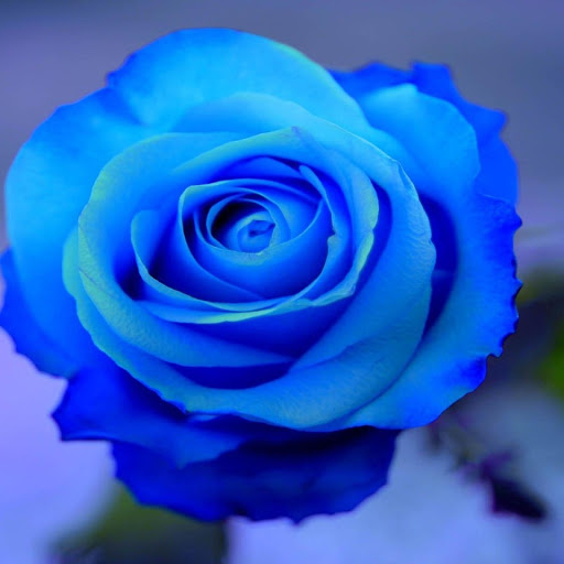 Hd-176814-ascw176814