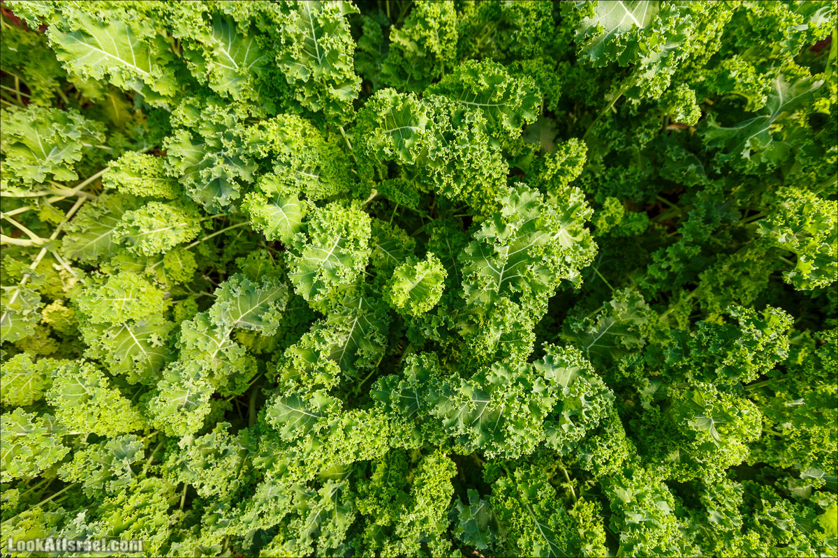 Сельскохозяйственная школа Хава бе-Эден | Hava be-Eden farm | LookAtIsrael.com - Фото путешествия по Израилю | חווה בעדן