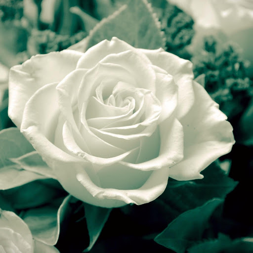 Hd-176237-ascw176237