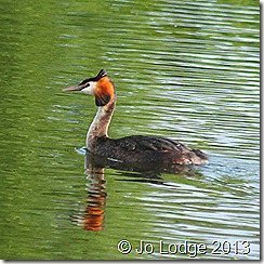 Great Crested Grebe1