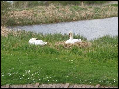 6 Swans nest