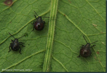 shieldbug Picromerus bidens 3