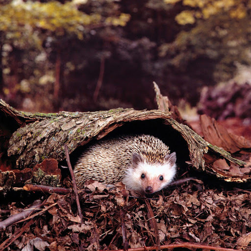 Hd-155691-ascw155691