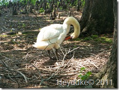Swan on Nest