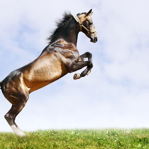 Hd-132118-ascw132118