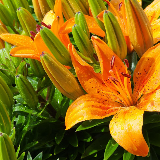 Hd-167016-ascw167016