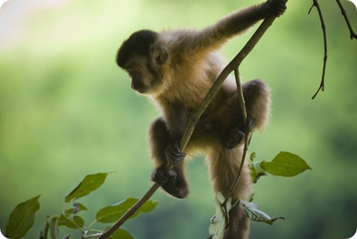 parque-nacional-el-rey mono