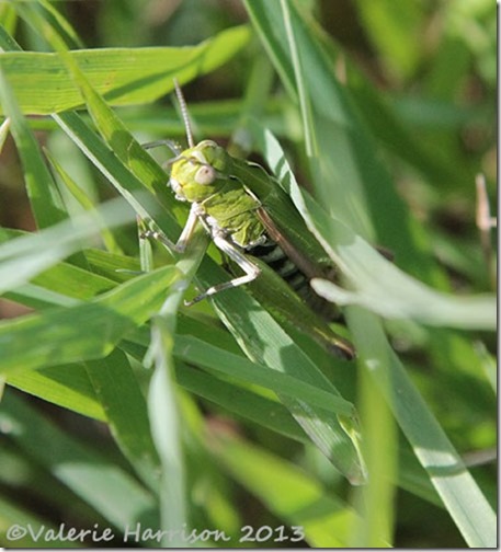 30-common-green-grasshopper