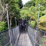 North Island - Wellington - Te Papa Museum (rainforest exhibit)