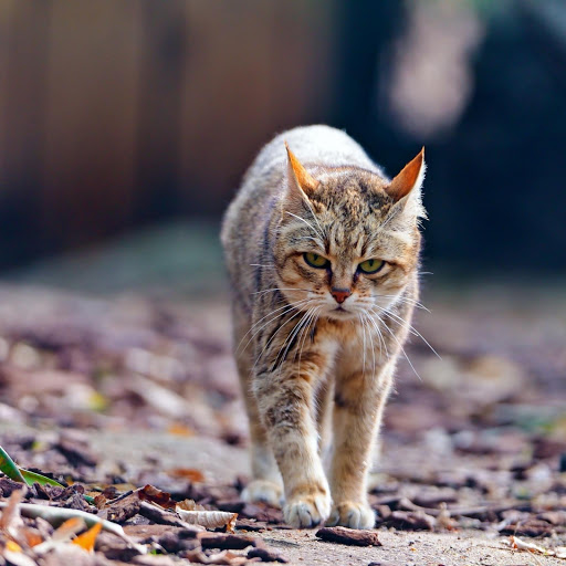 Hd-179032-ascw179032